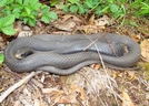 Black Racer by Herpn in Snakes