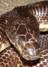 Close Up Of Black Rat by Herpn in Snakes