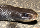 Black Racer Head by Herpn in Snakes