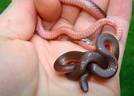 2 Worm Snakes by Herpn in Snakes