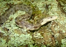 Juv Black Rat Caom by Herpn in Snakes