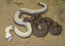2 Hognose by Herpn in Snakes