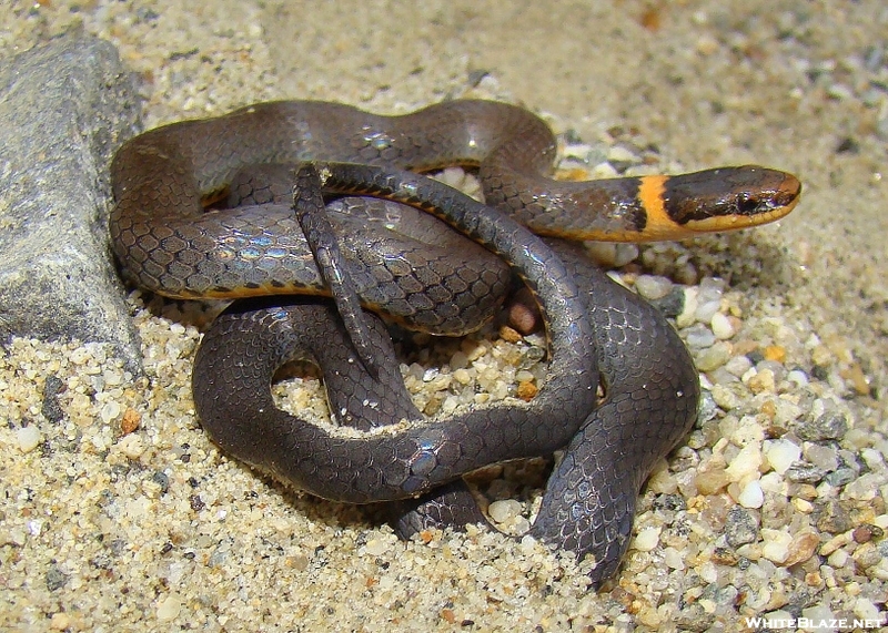 Ringneck In Sand