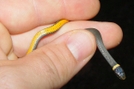 Ringneck by Herpn in Snakes