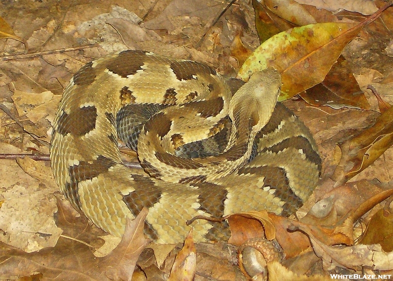 Yellow Phase Timber Rattlesnake