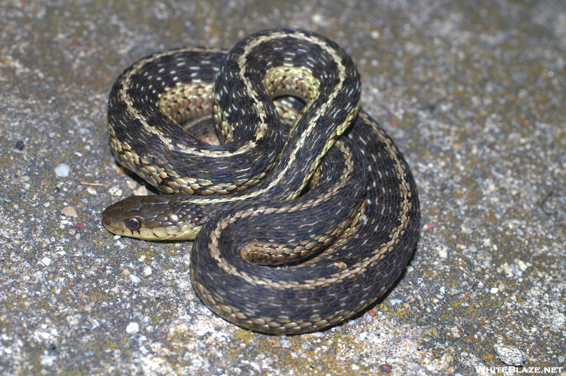 Garter Snake