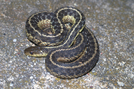 Garter Snake by Herpn in Snakes