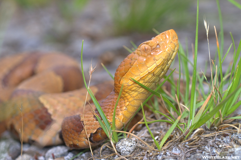 Copperhead Face With Pit