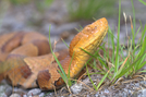 Copperhead by Herpn in Snakes