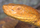 Close Up Of Copperhead by Herpn in Snakes