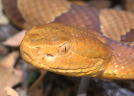 Copperhead Pit by Herpn in Snakes