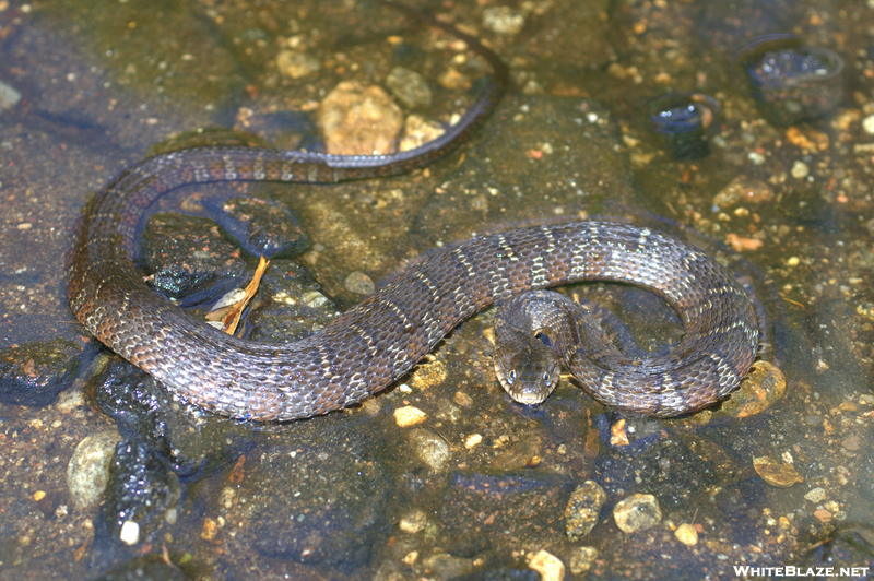 Young Watersnake