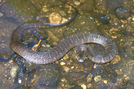 Young Watersnake