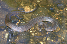 Young Water Snake by Herpn in Snakes