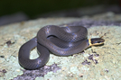 Ringneck Snake by Herpn in Snakes