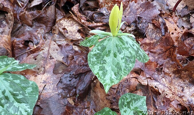 dutchmans breeches and trilliums