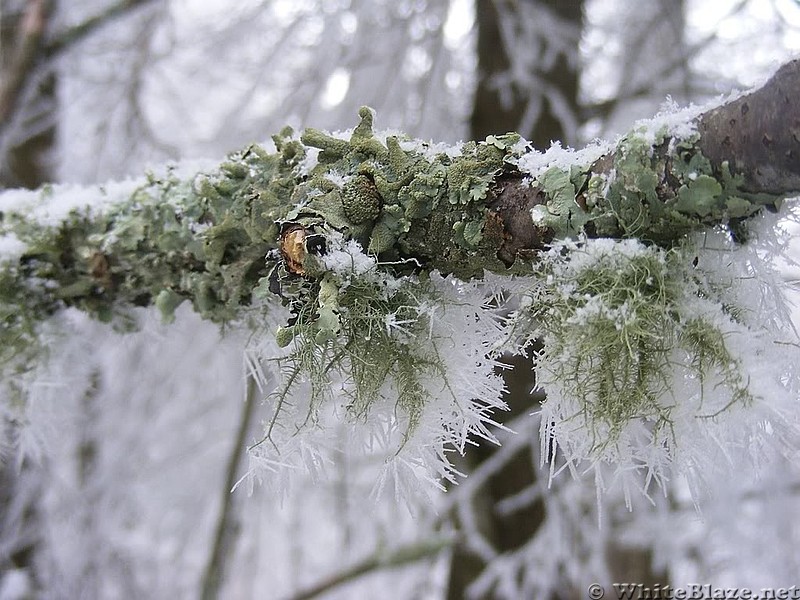 lichen