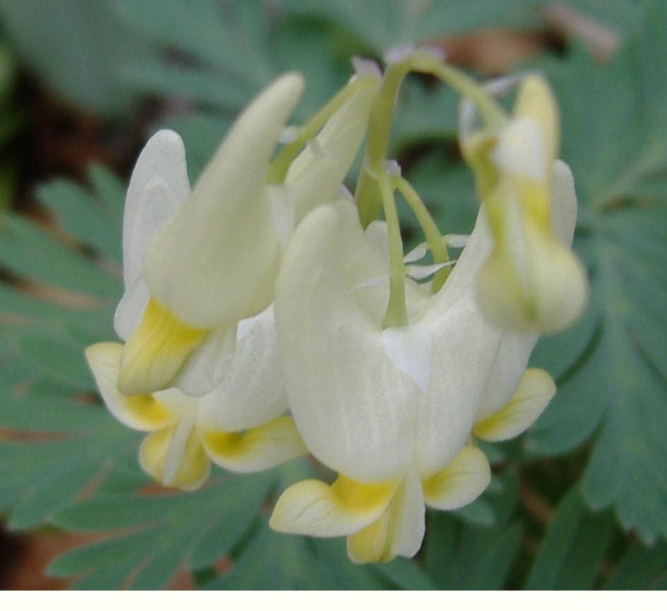 dutchmans breeches