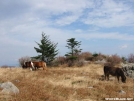 Grayson Highlands by wmcquate in Views in Virginia & West Virginia