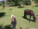 Wild Pony\'s Near Mt. Rogers VA