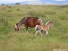 Wild Pony\'s Near Mt. Rogers VA