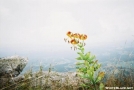 Flowers at Angels Rest