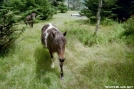 Highland Ponies by Tractor in Other