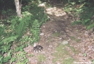 Virginia Rattlesnake by Tractor in Snakes