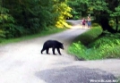 Black Bear off NCT by backpackingdduo in Bears