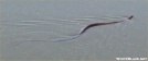 Water Snake