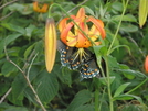 2008 Section Hike - Bald Knob, Virginia