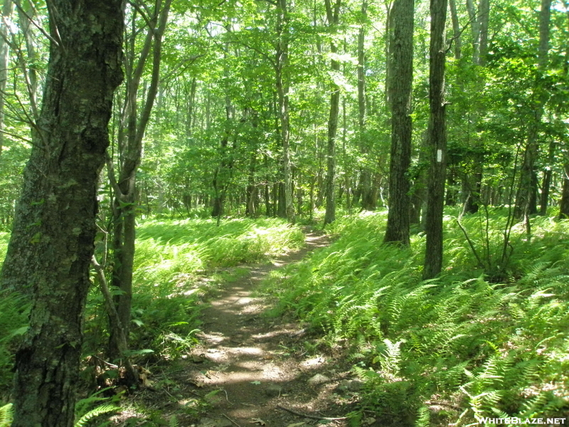 2008 Section Hike - A Walk In The Ferns Near Fish Hatchery Road Va