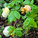 Flame Azalea Gall... Ghost Ears... Exbasidium vaccinii by Puma Ghostwalker in Flowers