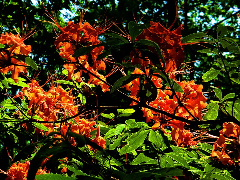 Flame Azaleas