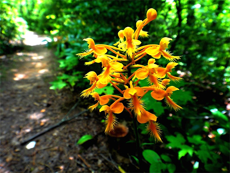 Discovering The Gifts of The Appalachian Trail.Puma StyleYellow Fringed Orchid (Ciliaris)