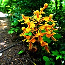 Discovering The Gifts of The Appalachian Trail.Puma StyleYellow Fringed Orchid (Ciliaris) by Puma Ghostwalker in Flowers