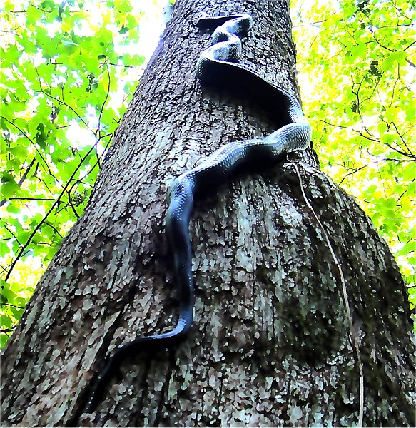 Black Snake Climbing An Oak