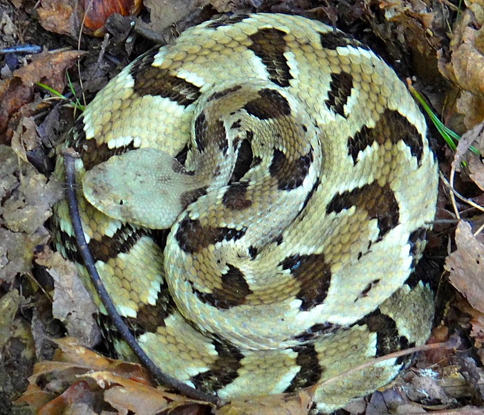 Timber Rattlesnake