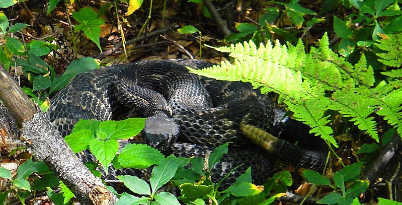 Timber Rattlesnake