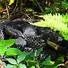 Timber Rattlesnake