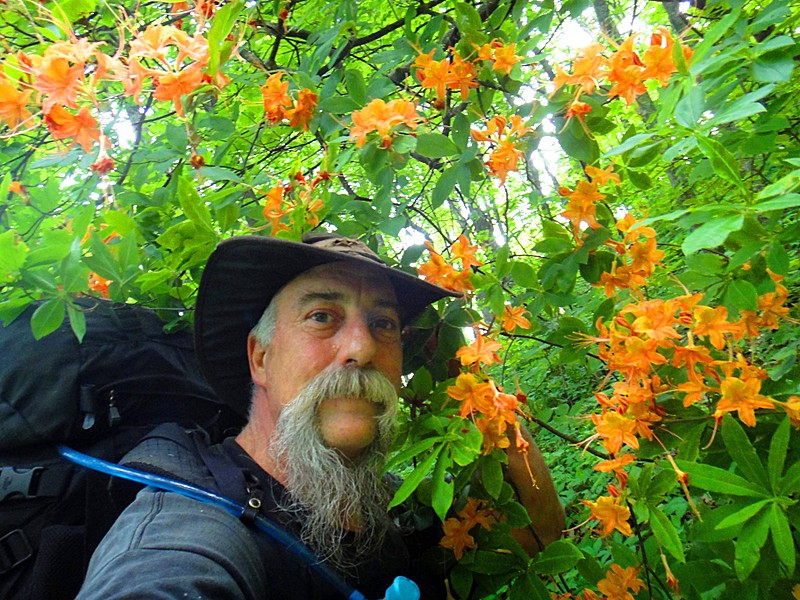 Flame Azaleas and Red Rubies.Of the Appalachian Trail..