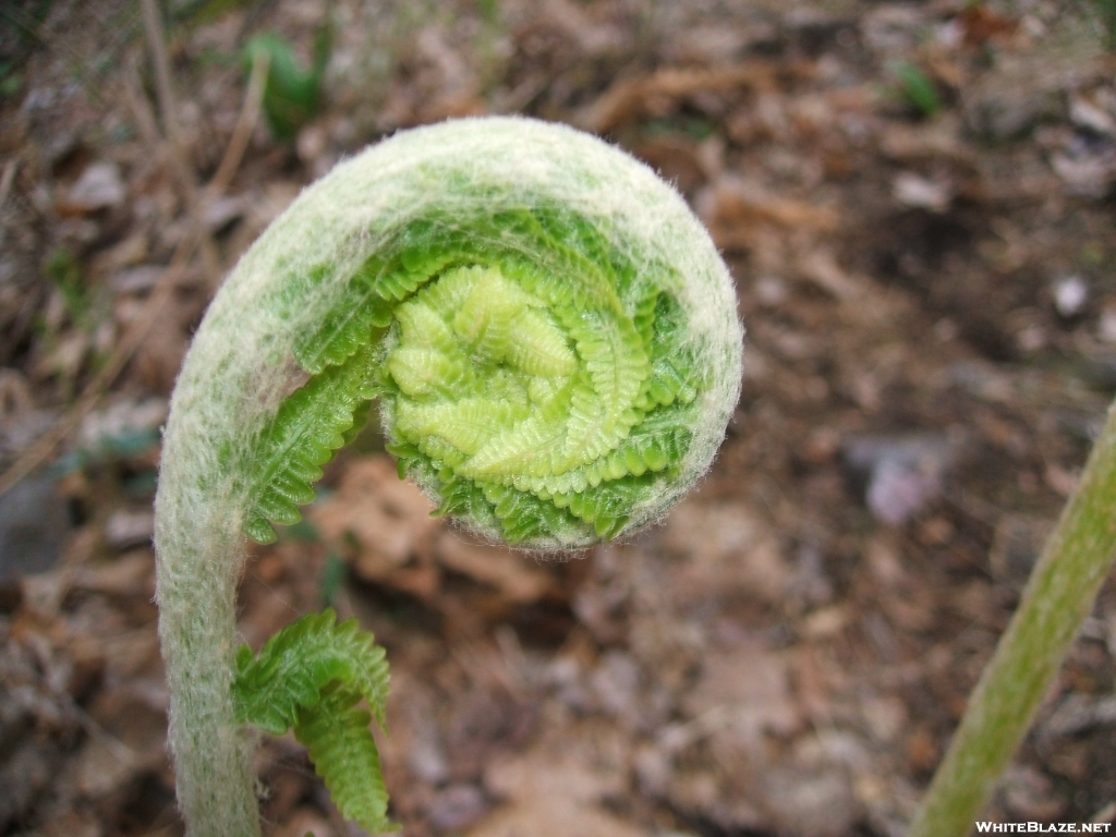 Cinnamon Fern Unfurling