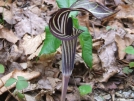 Jack In The Pulpit by Happy Feet in Flowers