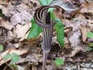 Jack In The Pulpit