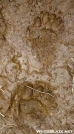 Bear Tracks in the mud