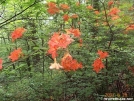 Flame Azalea