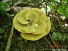 Very Large Mushroom by Happy Feet in Wildlife and Flower Galleries