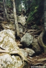 Trail in Maine by Happy Feet in Views in Maine