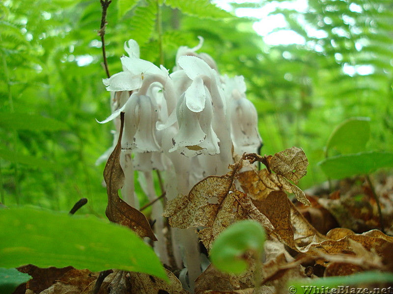 Ghost Pipes - Monotropa uniflora