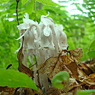 Ghost Pipes - Monotropa uniflora